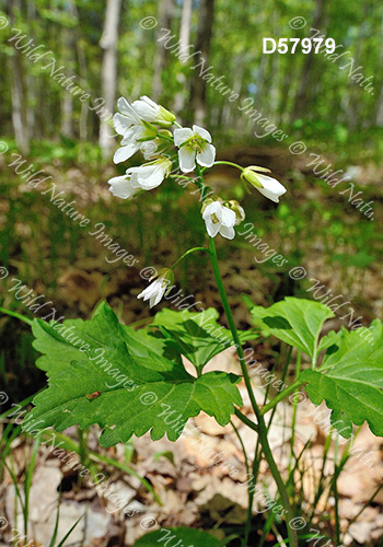 Twoleaf Toothwort (Cardamine diphylla)